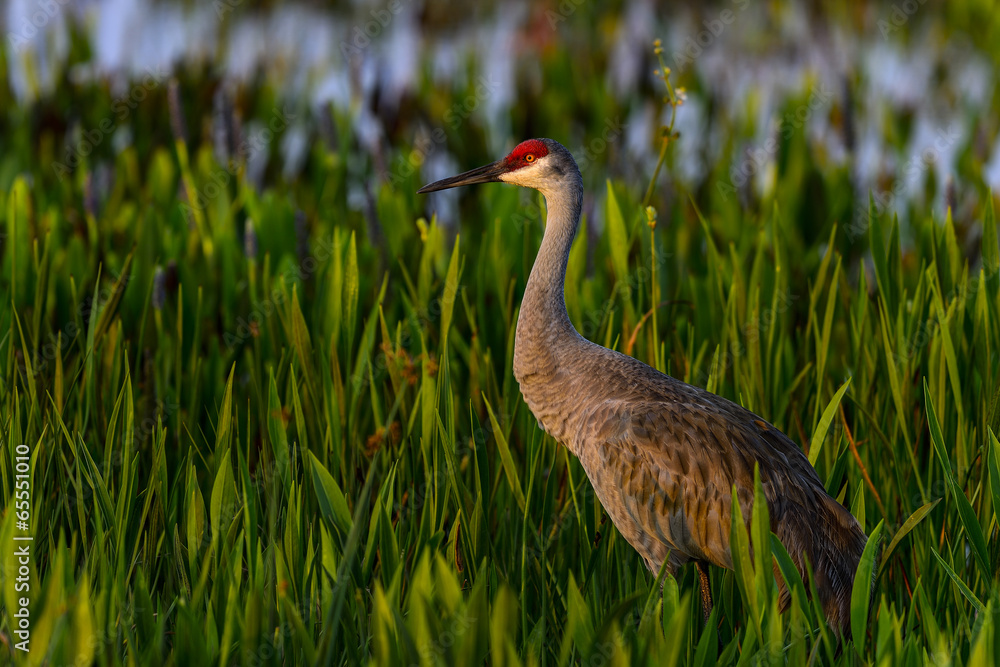 Fototapeta premium sandhill crane, viera wetlands