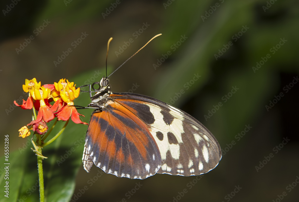 Isabella's Longwing or Isabella's Heliconian (Eueides isabella) Isabella's Longwing or Isabella's Heliconian (Eueides isabella)