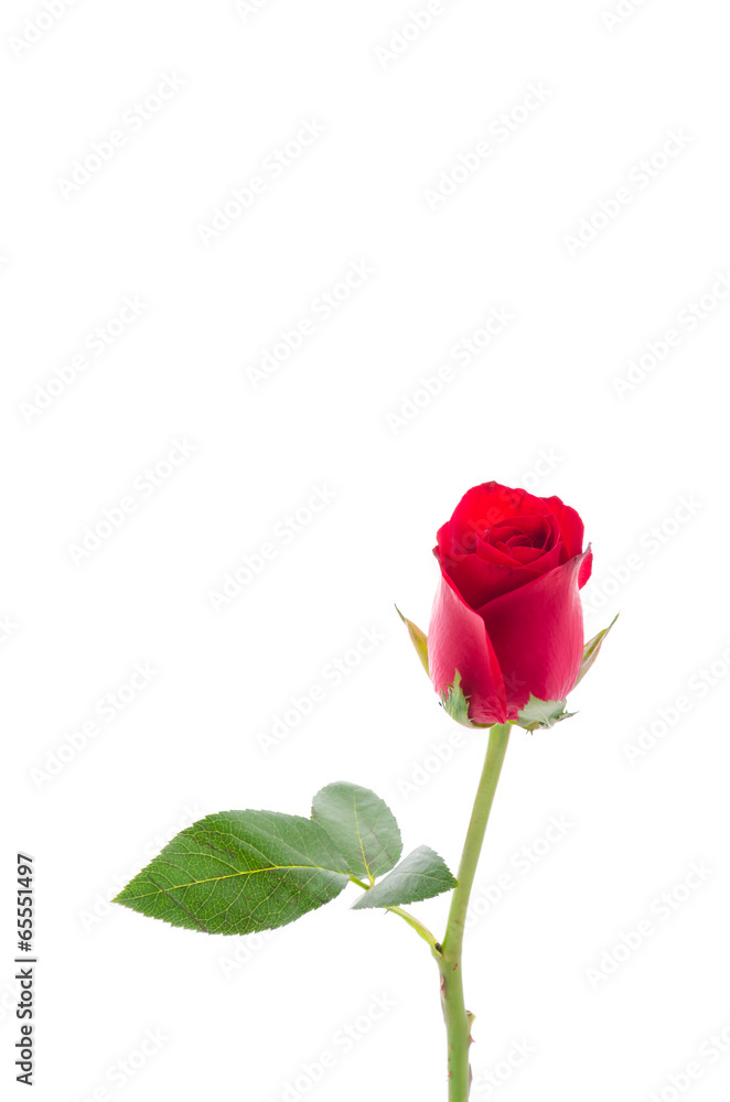 Red rose Red rose