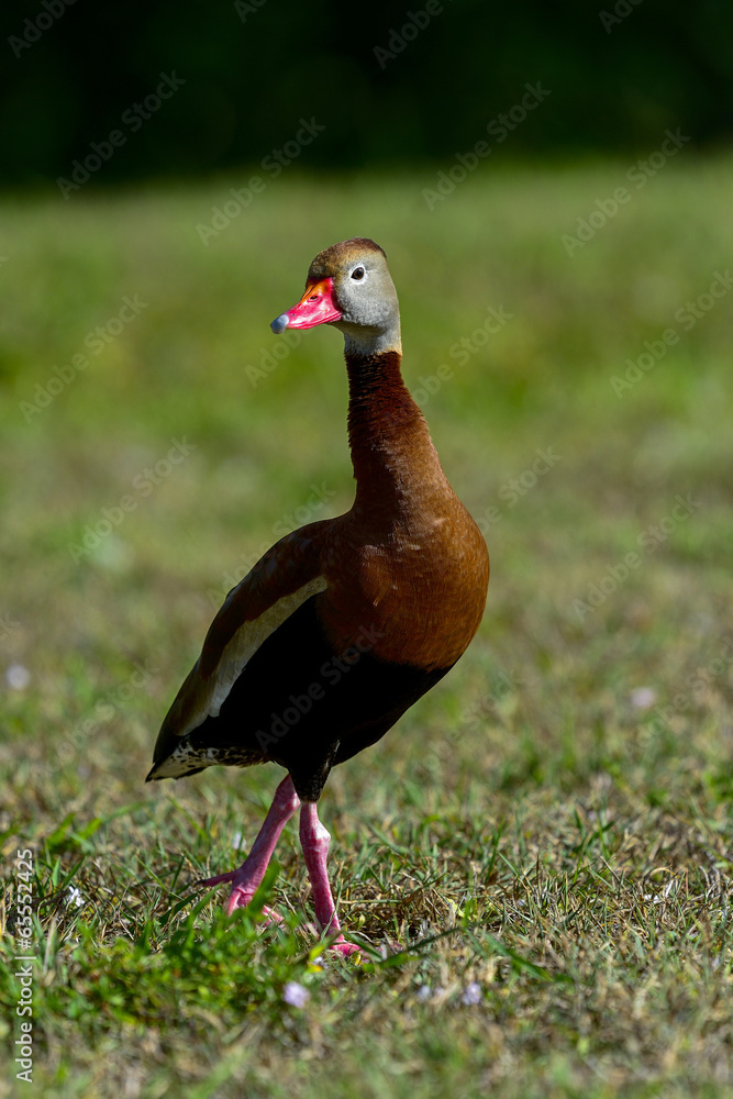Obraz premium black-bellied whistling-duck, wacodahatchee wetlands