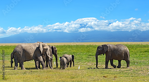 Kilimanjaro elephants