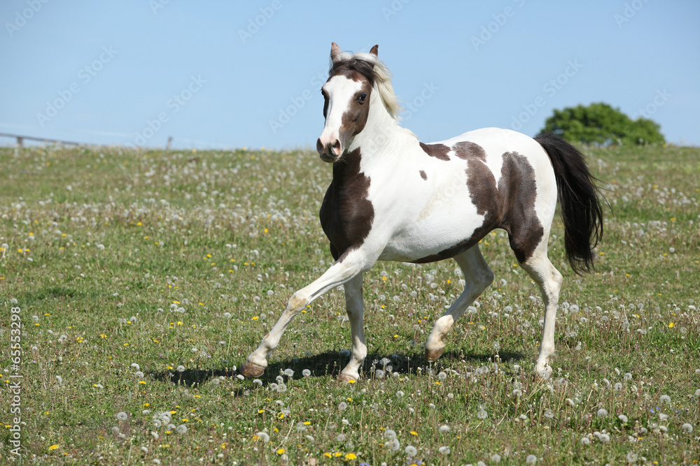 Gorgeous spotted horse running on spring pasturage Gorgeous spotted horse running on spring pasturage