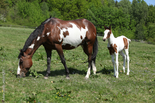 Fototapeta Naklejka Na Ścianę i Meble -  Amazing foal with mare on pasturage