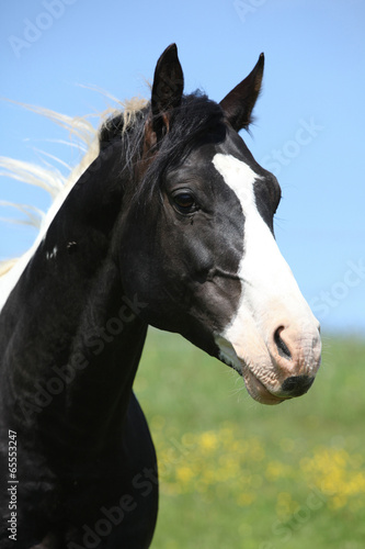 Amazing paint horse stallion in summer