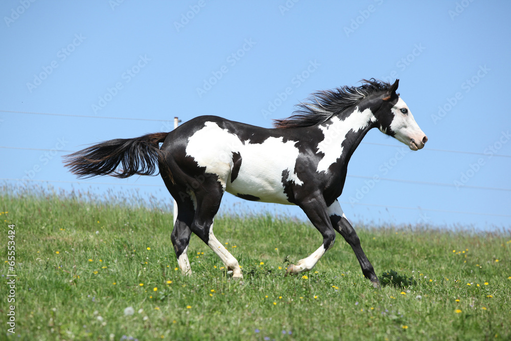 Fototapeta premium Wspaniały czarno-biały ogier z farby koń działa