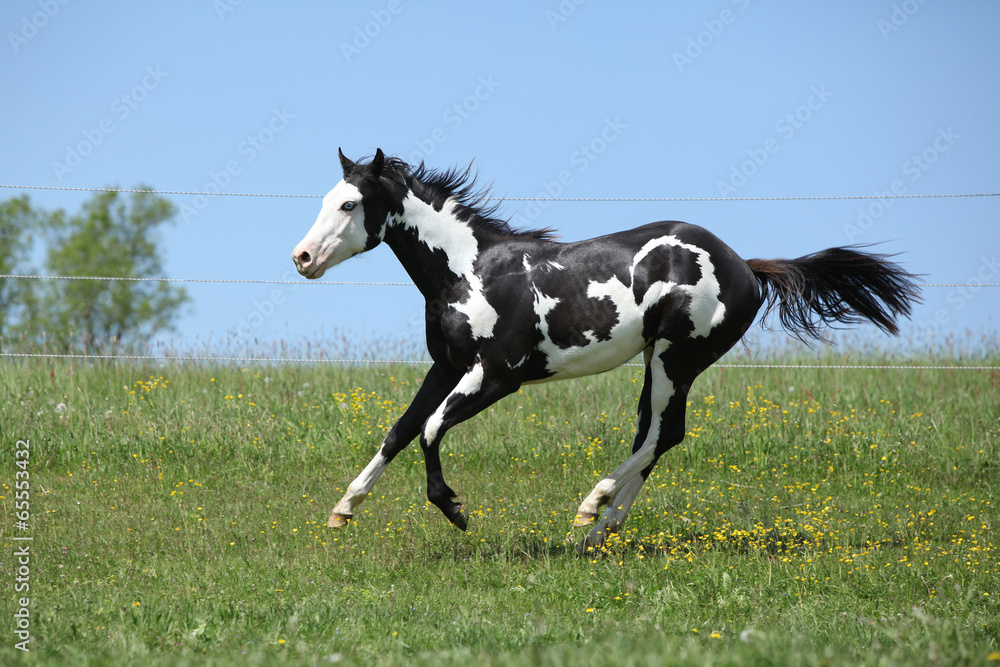 Gorgeous black and white stallion of paint horse running Gorgeous black and white stallion of paint horse running