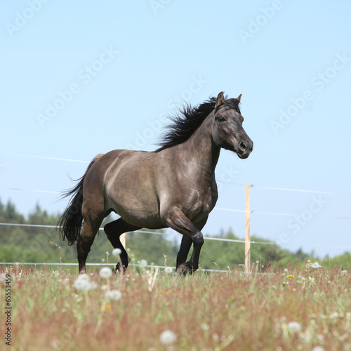 Beautiful horse running on flowered pasturage