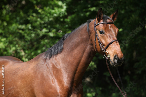 Potrait of beautiful horse with bridle