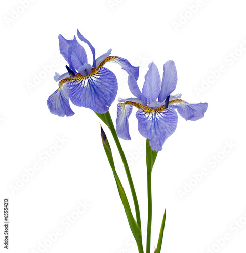 blue iris isolated on white background