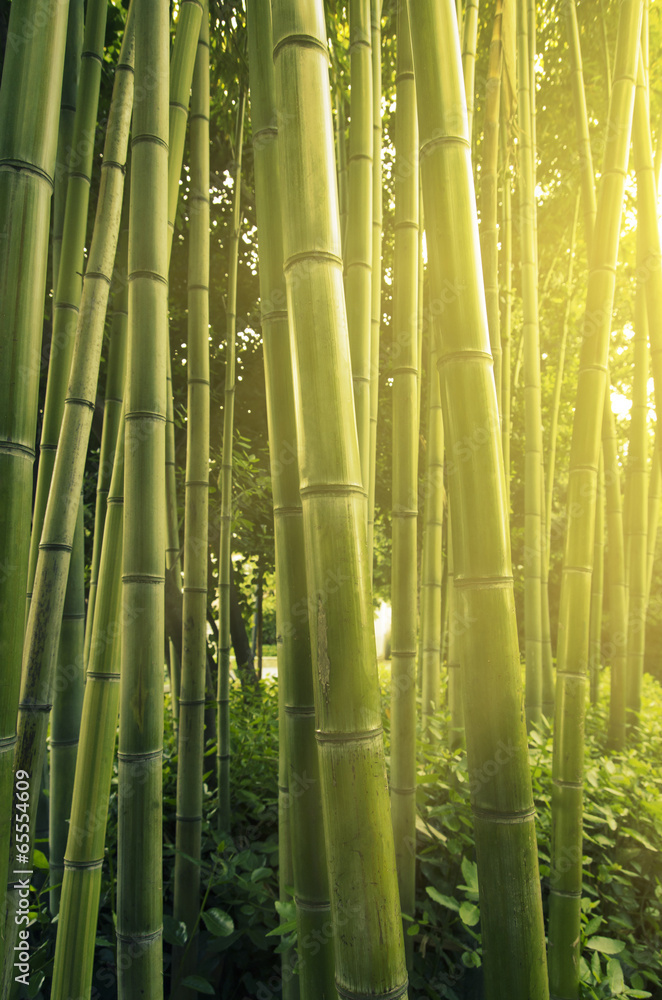 Obraz premium bamboo