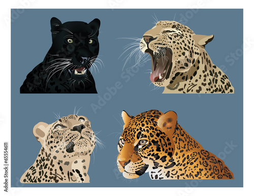 Big cats