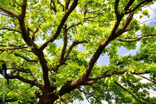 old oak branches