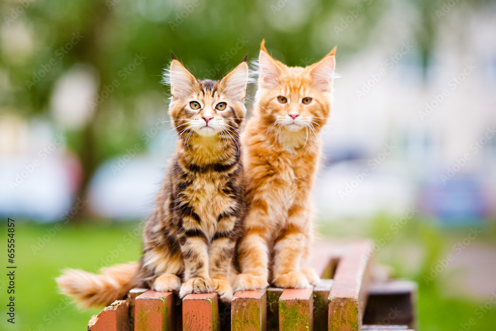 Fototapeta premium two maine coon kittens