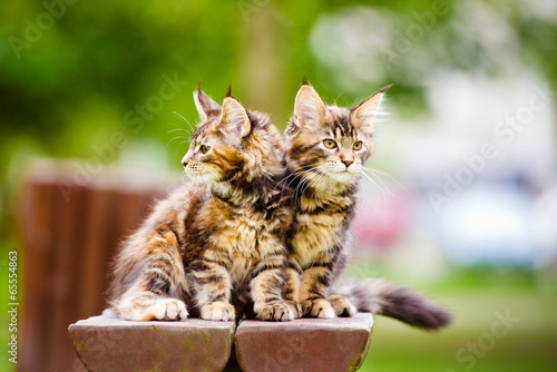 Wallpaper Mural two maine coon kittens Torontodigital.ca