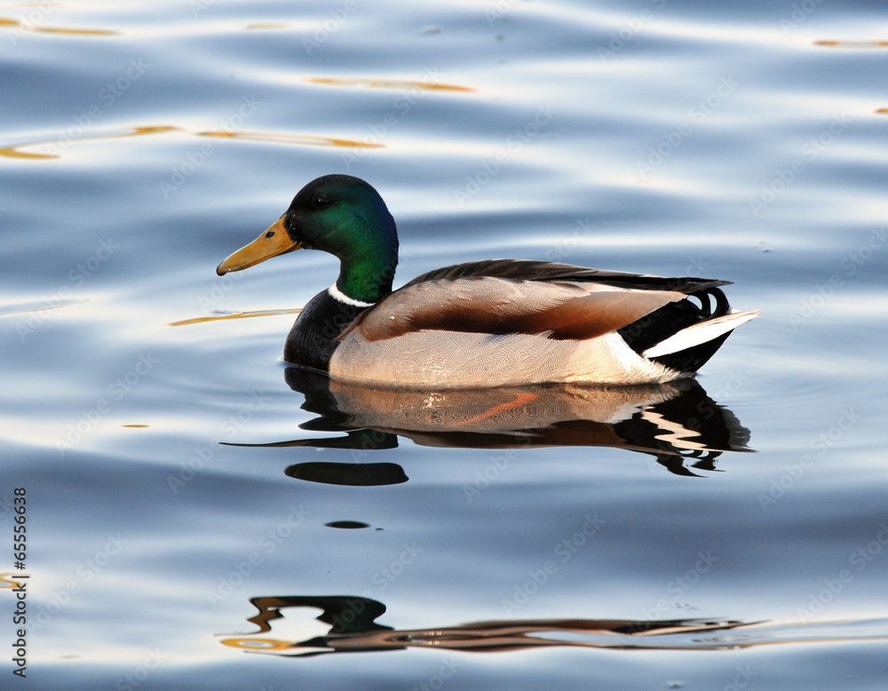 Obraz premium A wild duck swims