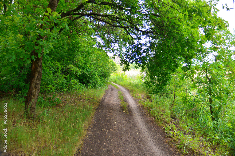 Beautiful green forest