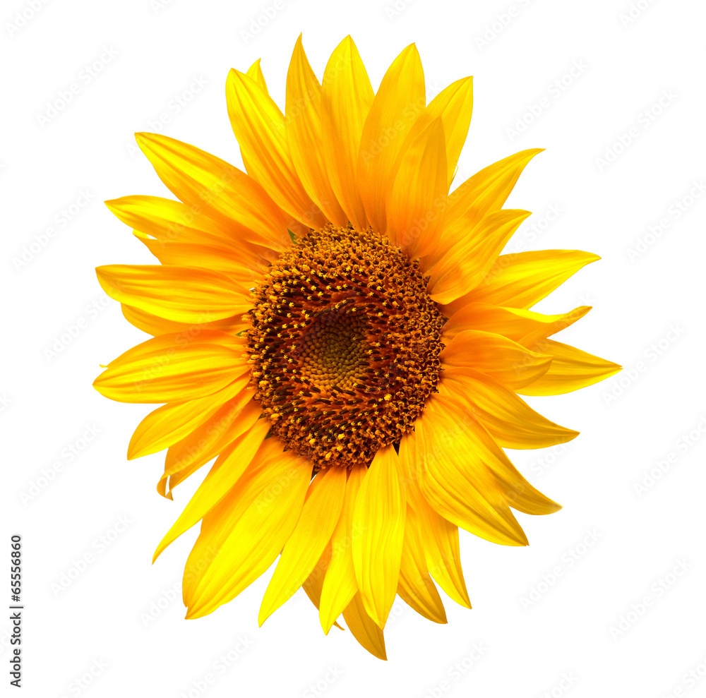Obraz premium Sunflower