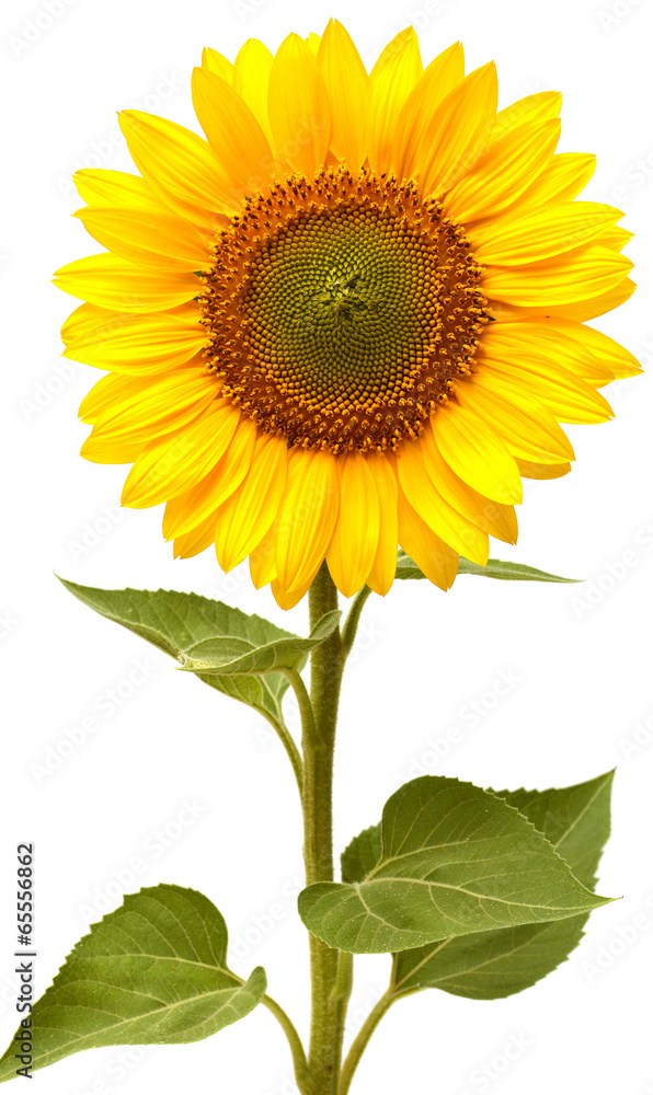 Fototapeta premium Sunflower