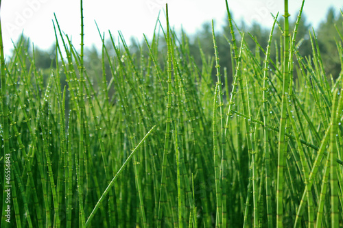 Photos Thickets horsetail