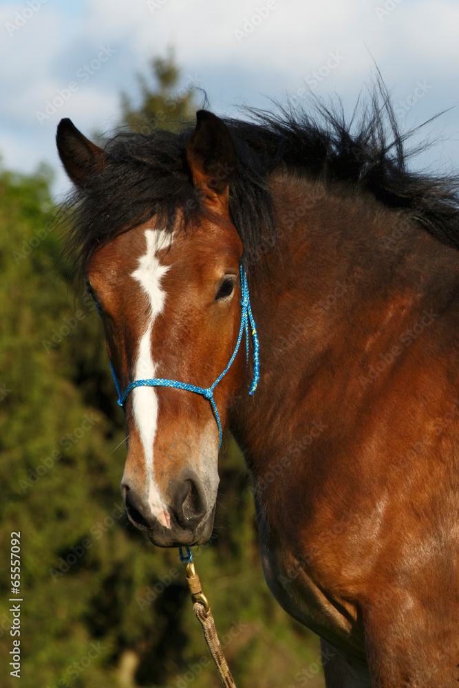 Obraz premium Kaltblutkopf