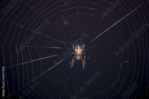 Ночная охота паука крестовика.