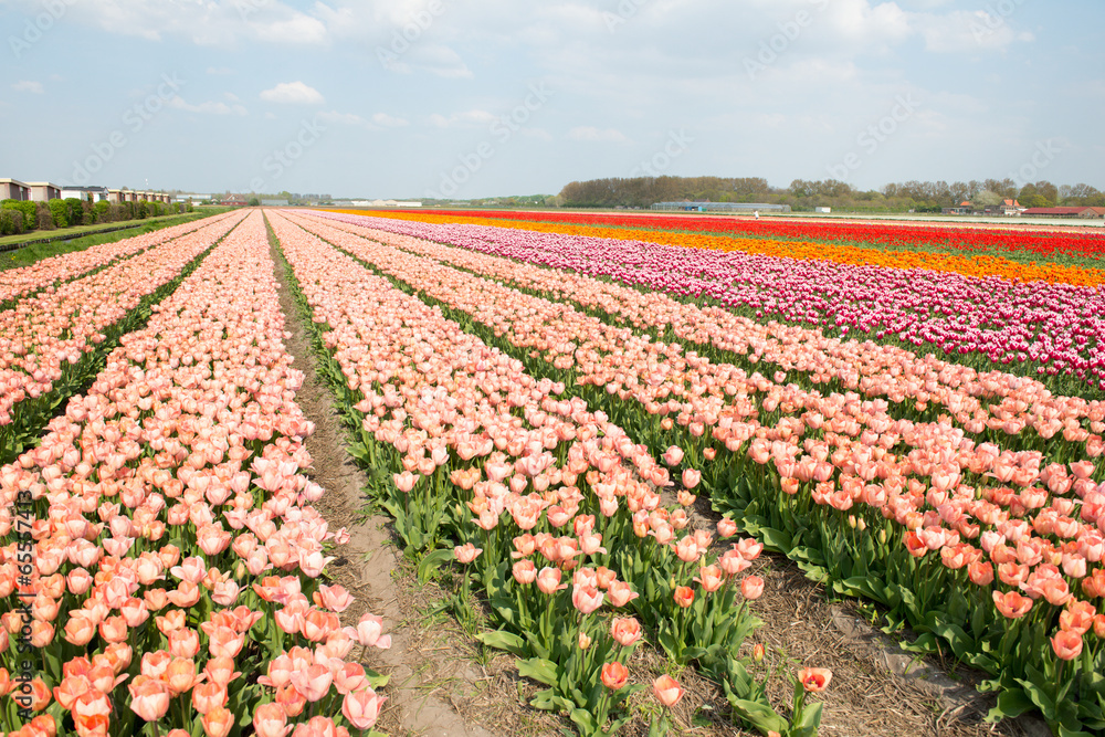 Les champs de tulipes en Hollande
