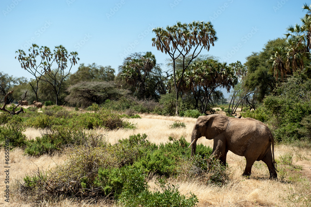 Obraz premium elephant
