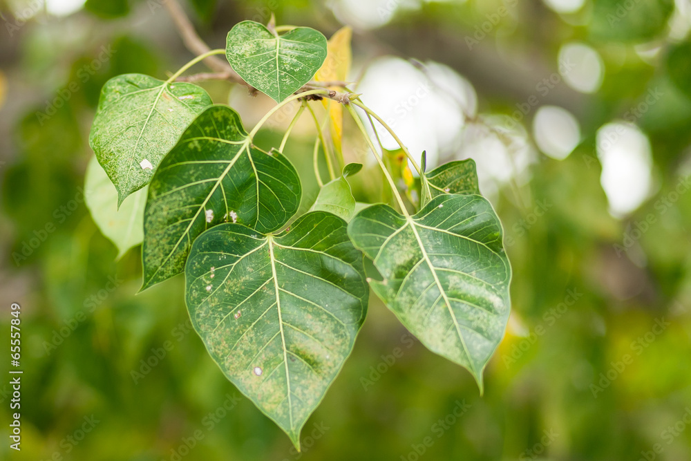 Obraz premium Tree