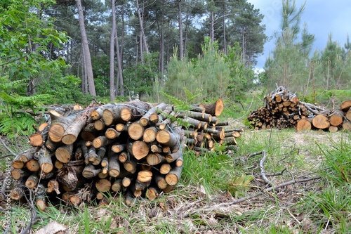 Photos Fagots de bois