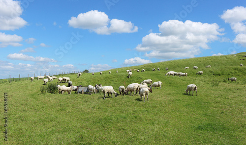 An English Rural Landscape with Grazing Sheep © Chris Lofty