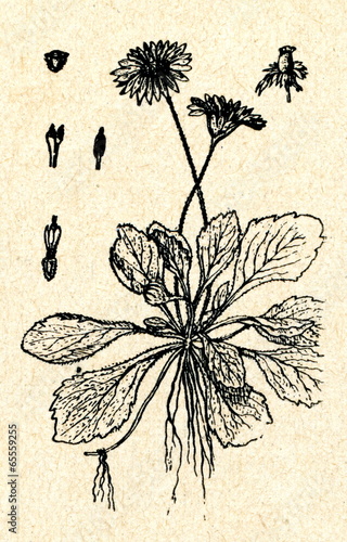 Fototapeta Naklejka Na Ścianę i Meble -  Common daisy (Bellis perennis)