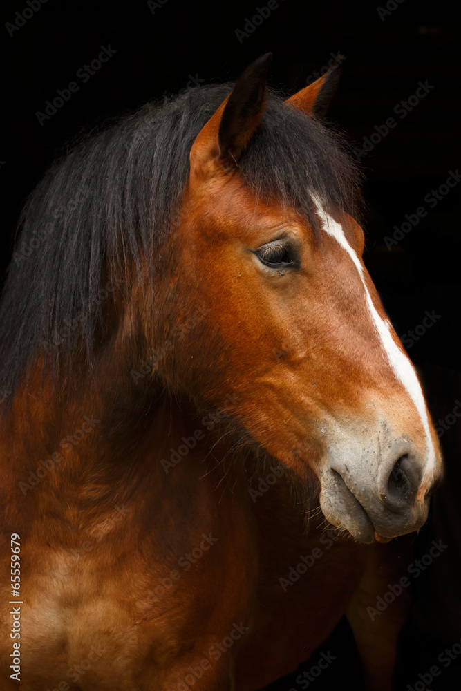 Kaltblutprofil Kaltblutprofil