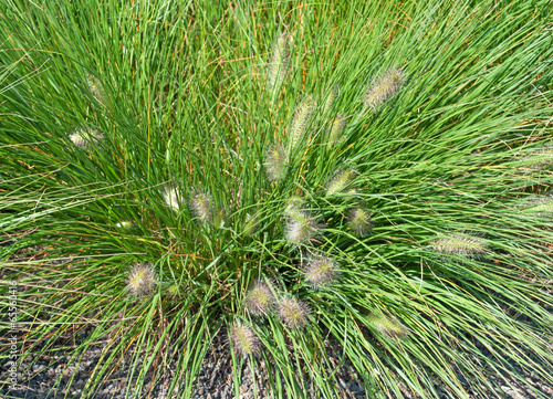 Lampenputzergras - Pennisetum alopecuroides