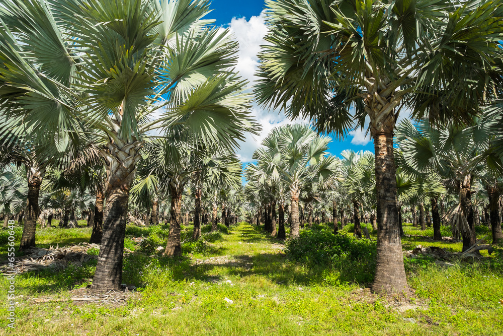 Obraz premium Palm trees