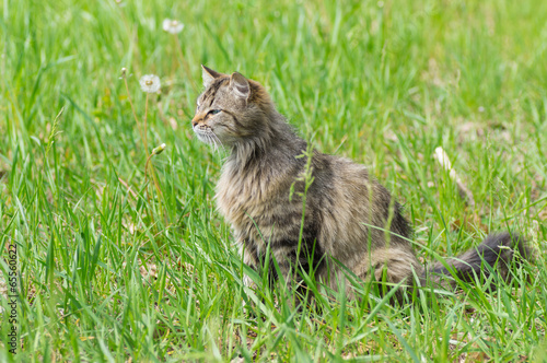 Fototapeta Naklejka Na Ścianę i Meble -  Long-haired cat in hunting process - looking for prey