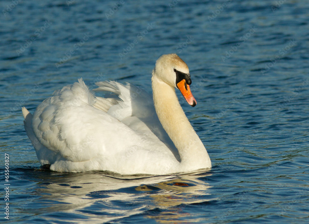 Obraz premium Muted swan