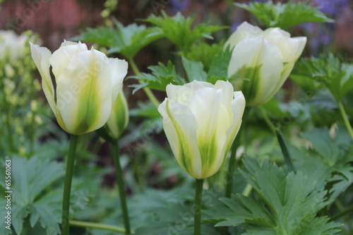 White and Lime Green Tulips in Springtime.