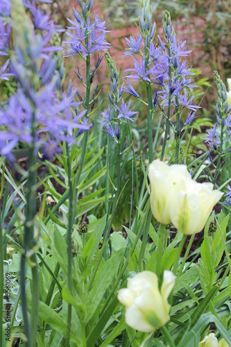 White and Lime Green Tulips in Springtime.