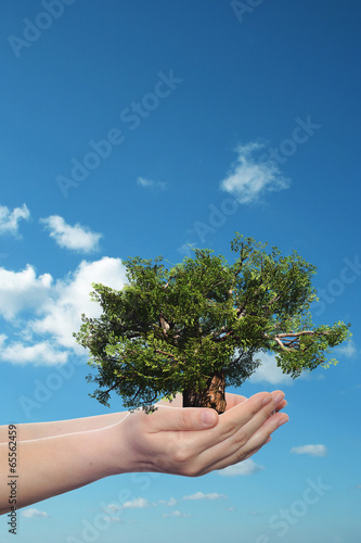 Conceptual human hand and tree