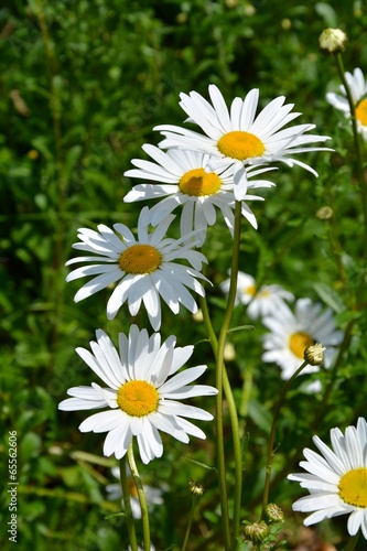 Fototapeta Naklejka Na Ścianę i Meble -  Margeriten