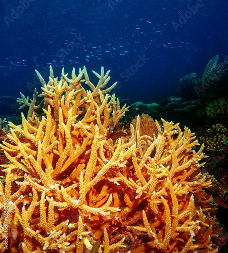 Valokuva Coral underwater reef of Maldives island