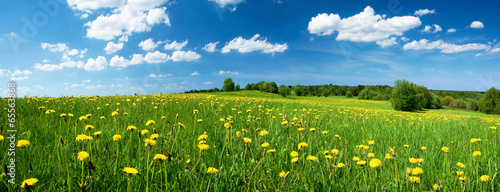 Field with dandelions and blue sky