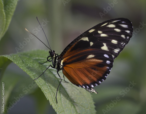 Macro Orange and Black Butterfly