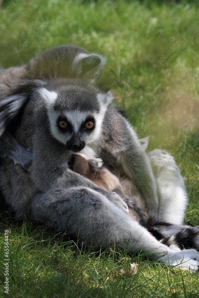 Naklejka premium Katta auf der Wiese
