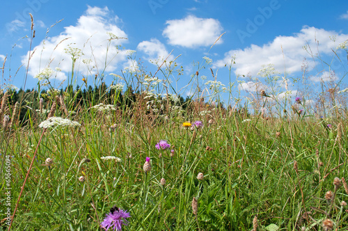 Wildblumenwiese photo