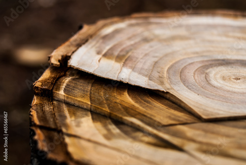trunk