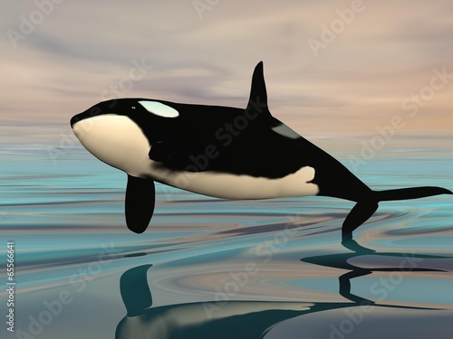 Killer whale jump - 3D render