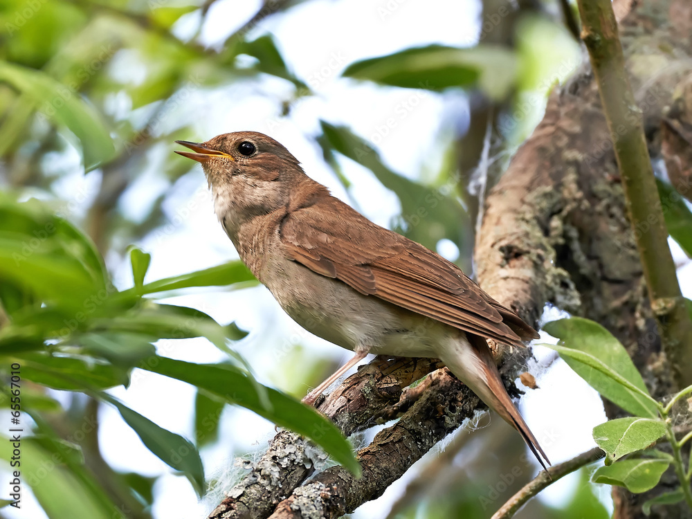Fototapeta premium Thrush Nightingale (Luscinia luscinia)