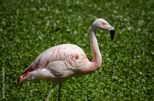 Pink Flamingo