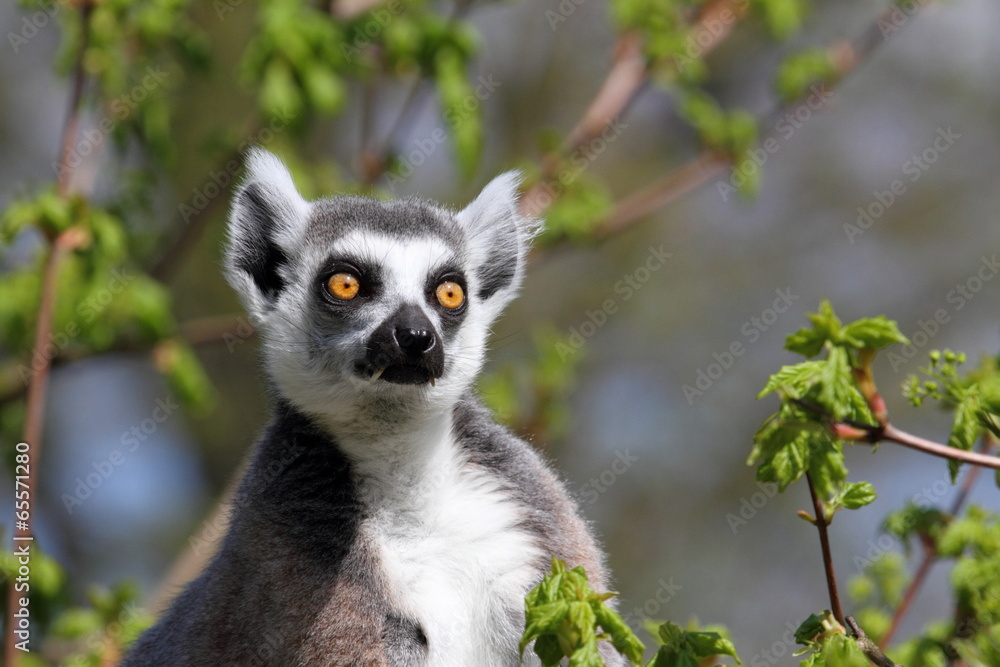 Obraz premium Katta sitzt im Baum